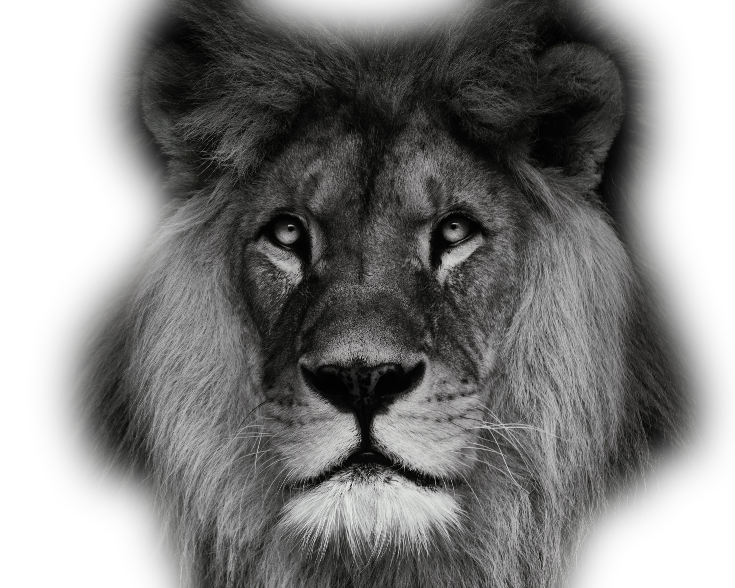 HOST MOJO LION